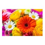 Graines et bulbes de fleurs : capucine, illet,  jacinthe ... | Graines Bocquet