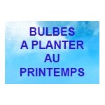 Bulbes de fleurs à planter au printemps | Graines Bocquet