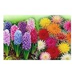 Bulbes à fleurs à planter : Bégonias, Dahlias  | Graines Bocquet